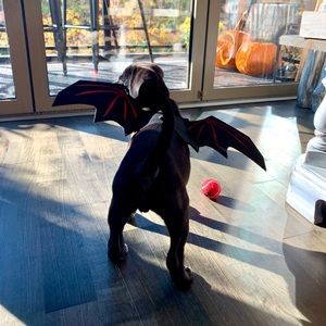 Halloween bat costume dog/cat